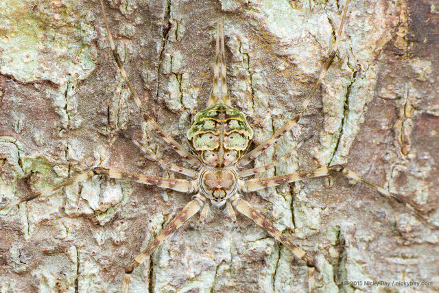 Hersilia sumatrana • © Nicky Bay • All Rights Reserved ♂ Adult Habitus Dorsal