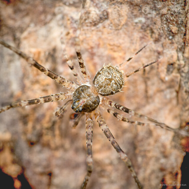 Hersilia sundaica • © Joseph K H Koh • All Rights Reserved ♂ Adult Habitus Dorsal