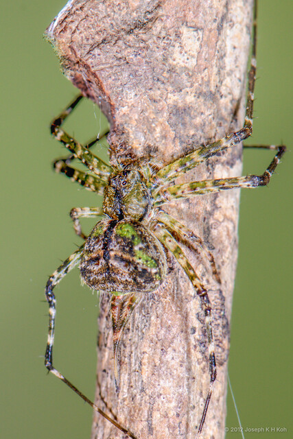 Murricia cornuta • © Joseph K H Koh • All Rights Reserved ♀ Adult Habitus Dorsal