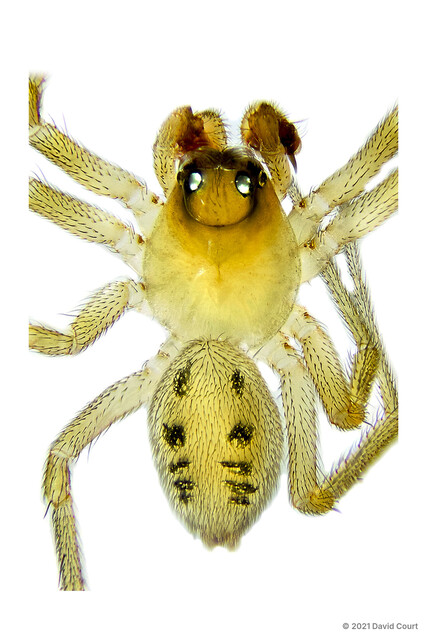 Atypena sp. "Bump-headed" • © David Court • All Rights Reserved ♂ Adult Habitus Dorsal