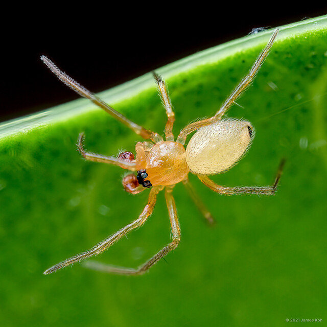 Cirrosus sp. "Lemon" • © James Koh • All Rights Reserved ♂ Adult Habitus Dorsal