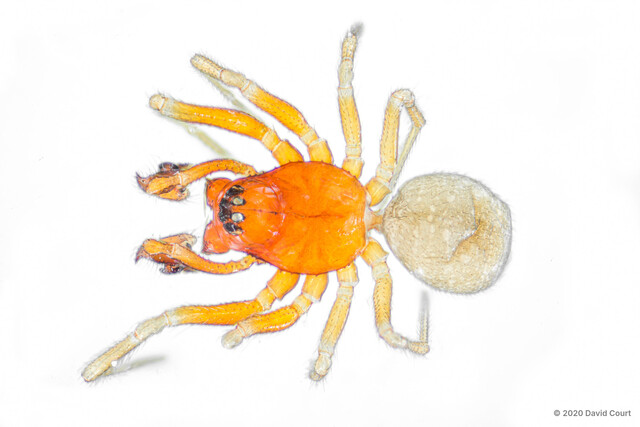 Erigone bifurca • © David Court • All Rights Reserved ♂ Adult Habitus Dorsal