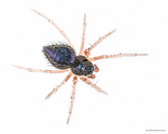 Knischatiria sp. "Spiny Hammock"