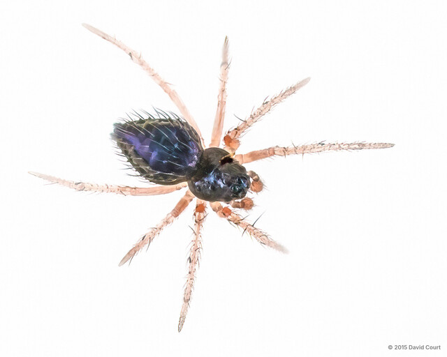 Knischatiria sp. "Spiny Hammock" • © David Court • All Rights Reserved ♂ Adult Habitus Dorsal