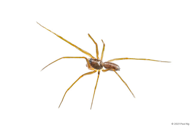 Microbathyphantes palmarius • © Paul Ng • All Rights Reserved ♂ Adult Habitus Dorsal