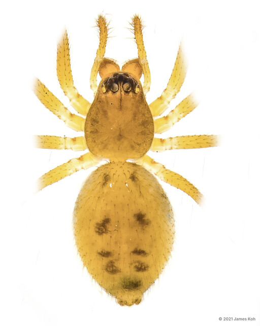 Nasoona chrysanthusi • © James Koh • All Rights Reserved ♂ Adult Habitus Dorsal