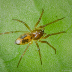 Nasoona crucifera (Thorell, 1895)