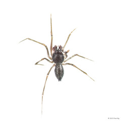 Neonesiotes sp. "Oven Mitten"