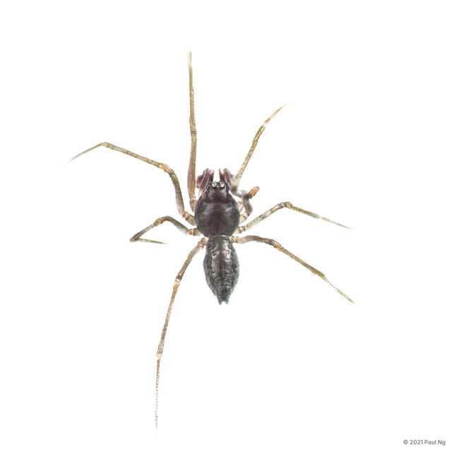 Neonesiotes sp. "Oven Mitten" • © Paul Ng • All Rights Reserved ♂ Adult Habitus Dorsal