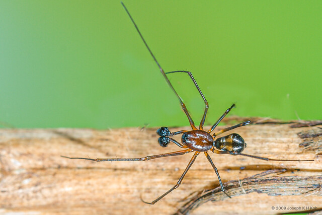 Neriene macella • © Joseph K H Koh • All Rights Reserved ♂ Adult Habitus Dorsal