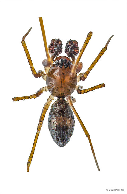 "Nesioneta" sp. "Durian-palped Sheet Web" • © Paul Ng • All Rights Reserved ♂ Adult Habitus Dorsal