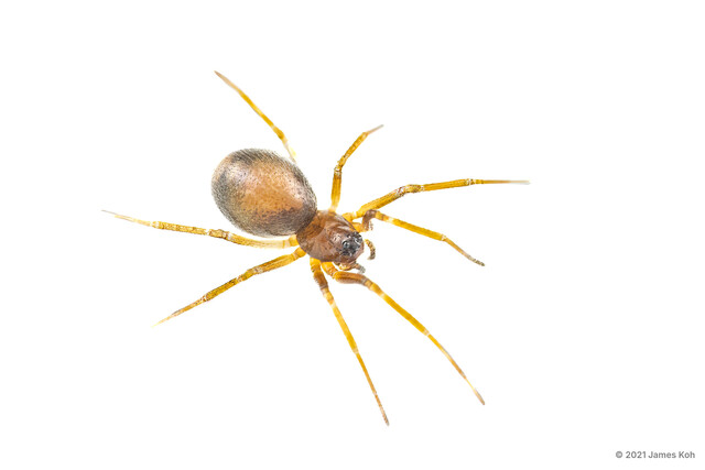 Parameioneta sp. "Bicolored Sheet Web" • © James Koh • All Rights Reserved ♀ Adult Habitus Dorsal