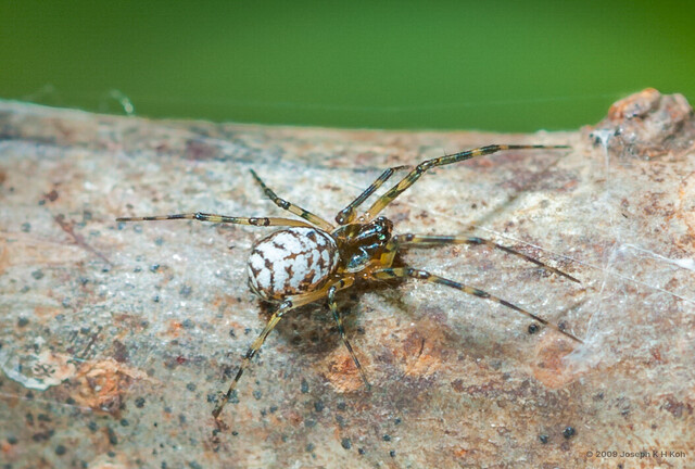 Plectembolus sp. "Banded Leg Hammock" • © Joseph K H Koh • All Rights Reserved ♀ Adult Habitus Dorsal