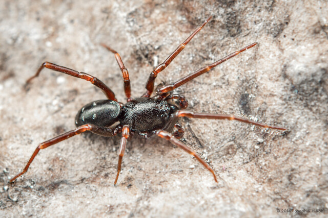 Oedignatha scrobiculata • © Joseph K H Koh • All Rights Reserved ♂ Adult Habitus Dorsal
