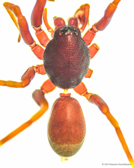 Sesieutes lucens • © Pakawin Dankittipakul • All Rights Reserved ♂ Adult Habitus Dorsal