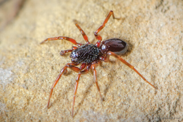 Sphingius punctatus • © Joseph K H Koh • All Rights Reserved ♂ Adult Habitus Dorsal