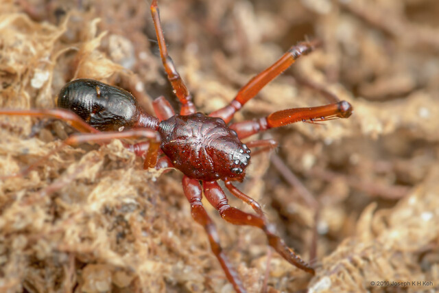 Teutamus leptothecus • © Joseph K H Koh • All Rights Reserved ♀ Adult Habitus Dorsal