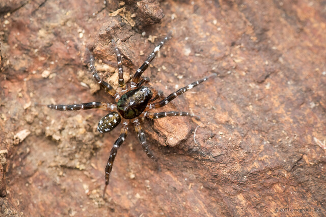 Arctosa tanakai • © Joseph K H Koh • All Rights Reserved ♂ Adult Habitus Dorsal