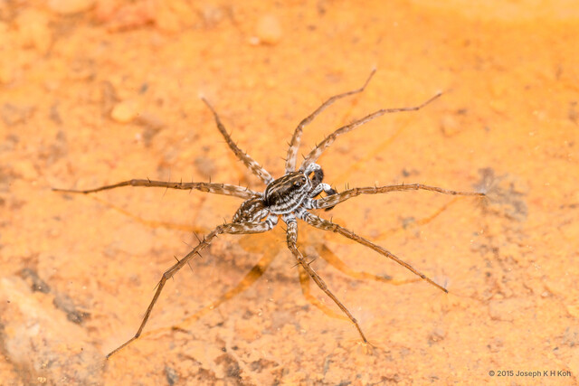 Draposa sp. "Greater Pond" • © Joseph K H Koh • All Rights Reserved ♂ Adult Habitus Dorsal