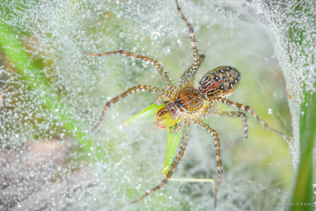 Hippasa holmerae • © Joseph K H Koh • All Rights Reserved ♀ Adult Habitus Dorsal Web Predation