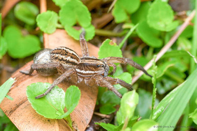 Lycosa vittata • © Chris Ang • All Rights Reserved ♀ Adult Habitus Lateral Egg(s)/Egg Sac(s)