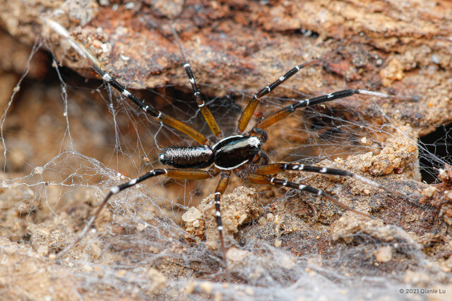 Lysania pygmaea • © Qianle Lu • All Rights Reserved ♂ Adult Habitus Dorsal