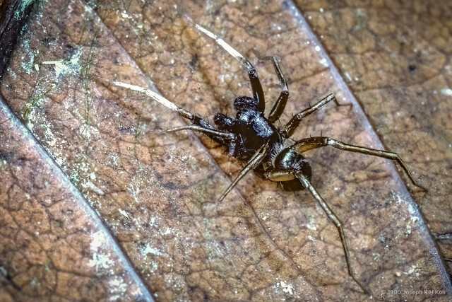 Ovia macritchie • © Joseph K H Koh • All Rights Reserved ♂ Adult Habitus Dorsal