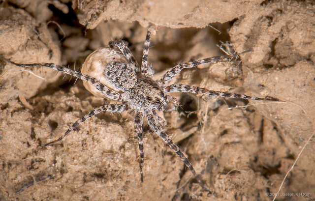 Pardosa birmanica • © Joseph K H Koh • All Rights Reserved ♀ Adult Habitus Dorsal Egg(s)/Egg Sac(s)
