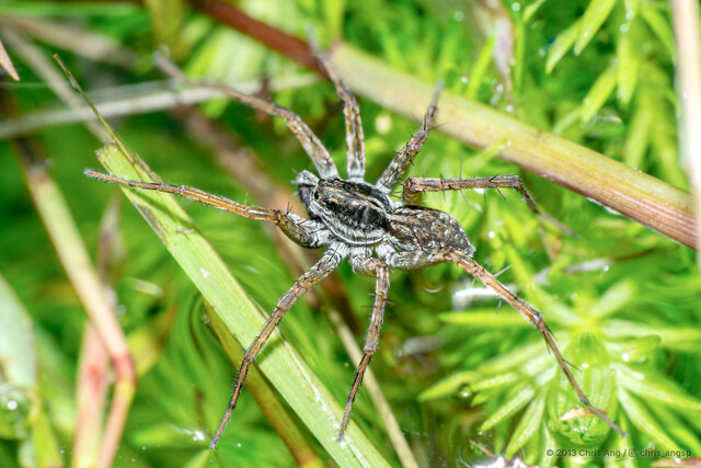 "Pardosa" pseudoannulata • © Chris Ang • All Rights Reserved ♂ Adult Habitus Dorsal