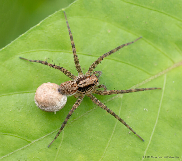 Pardosa pusiola • © Nicky Bay • All Rights Reserved ♀ Adult Habitus Dorsal Egg(s)/Egg Sac(s)