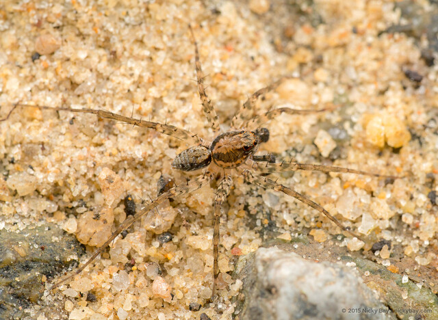 Pardosa pusiola • © Nicky Bay • All Rights Reserved ♂ Adult Habitus Dorsal