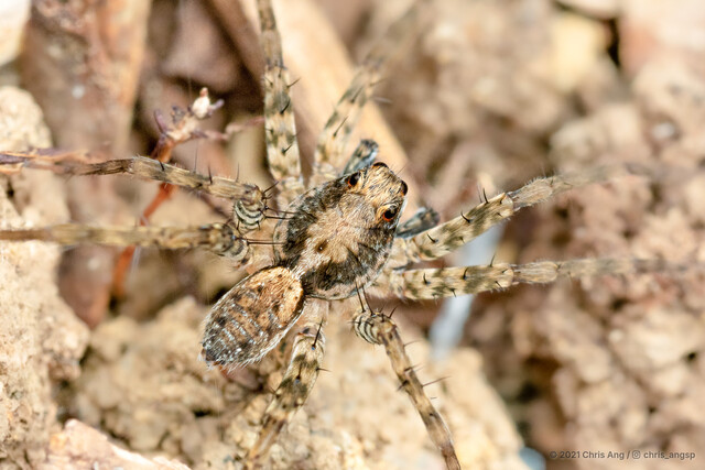 Pardosa sumatrana • © Chris Ang • All Rights Reserved ♂ Adult Habitus Dorsal