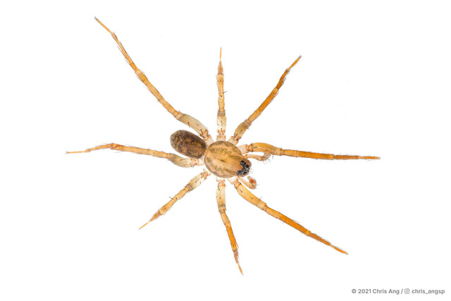 "Pirata" sp. "Singapore Mangrove" • © Chris Ang • All Rights Reserved ♂ Adult Habitus Dorsal