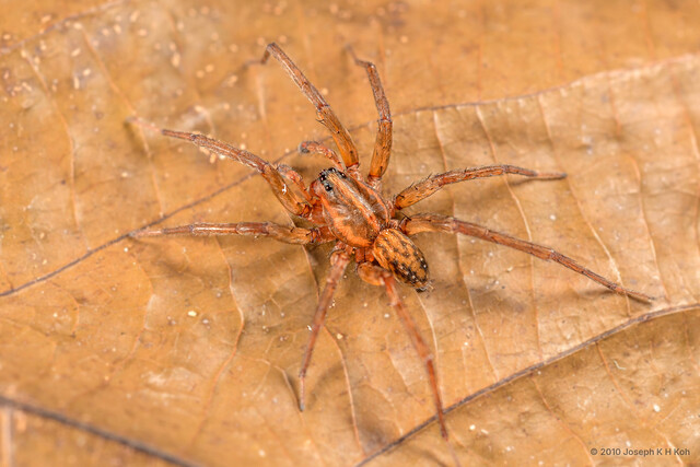 Trochosa ruricoloides • © Joseph K H Koh • All Rights Reserved ♂ Adult Habitus Dorsal