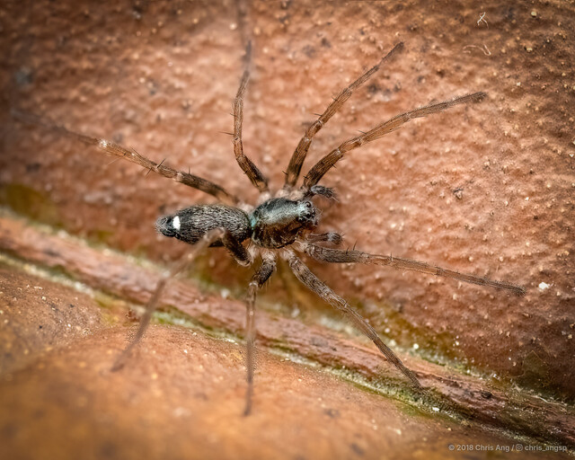 Venonia coruscans • © Chris Ang • All Rights Reserved ♂ Adult Habitus Dorsal