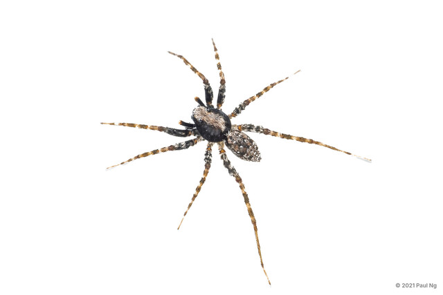 Wadicosa fidelis • © Paul Ng • All Rights Reserved ♂ Adult Habitus Dorsal