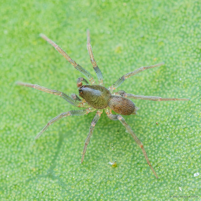 Zoica parvula • © Joseph K H Koh • All Rights Reserved ♂ Adult Habitus Dorsal