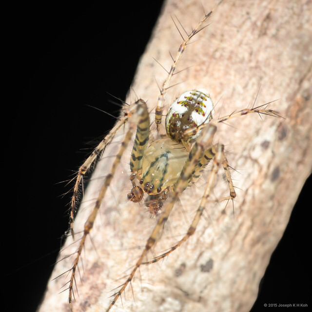 Mimetus sp. "Blue-and-white" • © Joseph K H Koh • All Rights Reserved ♂ Adult Habitus Dorsal