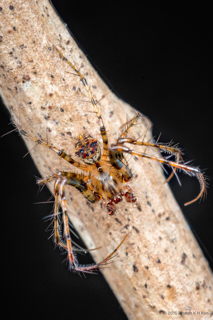 Mimetus sp. "Red-shouldered" • © Joseph K H Koh • All Rights Reserved ♂ Adult Habitus Dorsal