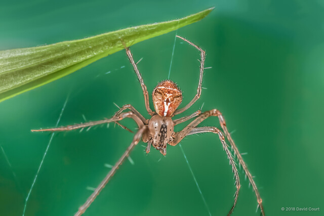 Mimetus sp. "White-lined" • © David Court • All Rights Reserved ♀ Adult Habitus Dorsal