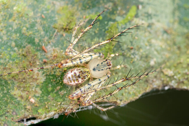 Mimetus sp. "Yellow Spotted" • © Nicky Bay • All Rights Reserved ♀ Adult Habitus Dorsal