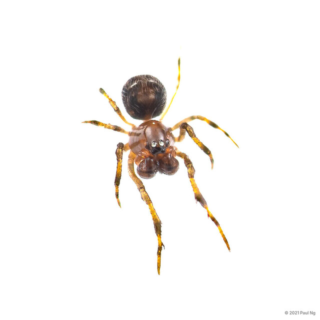 Microdipoena sp. "Spotted Minute" • © Paul Ng • All Rights Reserved ♂ Adult Habitus Dorsal