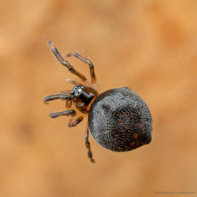 Mysmena sp. "Dark Minute" • © Nicky Bay • All Rights Reserved ♀ Adult Habitus Dorsal