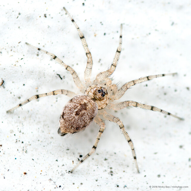 Oecobius navus • © Nicky Bay • All Rights Reserved ♀ Adult Habitus Dorsal