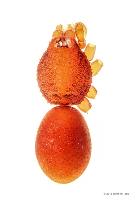 Aposphragisma salewskii • © Yanfeng Tong • All Rights Reserved ♂ Adult Habitus Dorsal