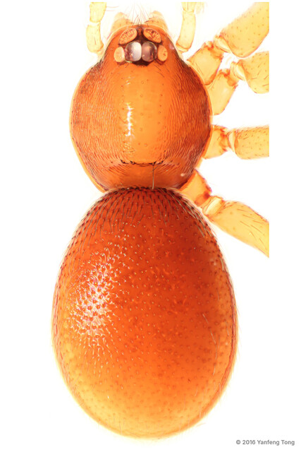 Gamasomorpha camelina • © Yanfeng Tong • All Rights Reserved ♀ Adult Habitus Dorsal