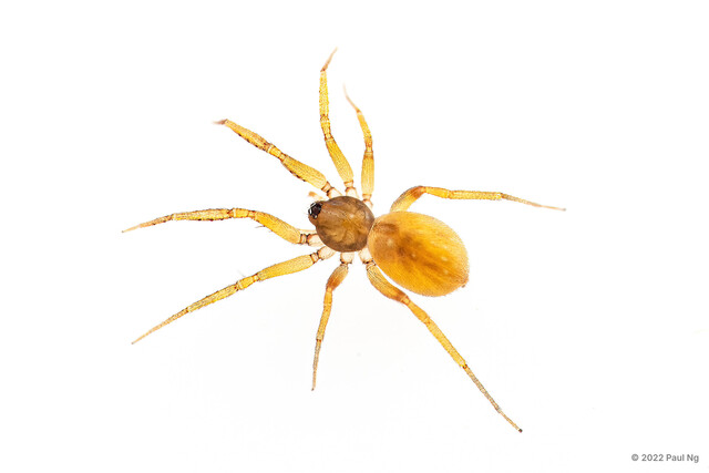 Ischnothyreus sp. "Large Black-palped" • © Paul Ng • All Rights Reserved ♀ Adult Habitus Dorsal