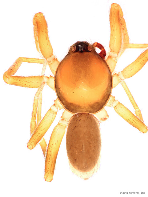 Ischnothyreus brunneus • © Yanfeng Tong • All Rights Reserved ♂ Adult Habitus Dorsal
