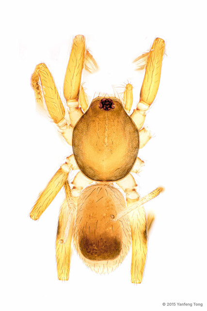 Ischnothyreus dactylinus • © Yanfeng Tong • All Rights Reserved ♂ Adult Habitus Dorsal