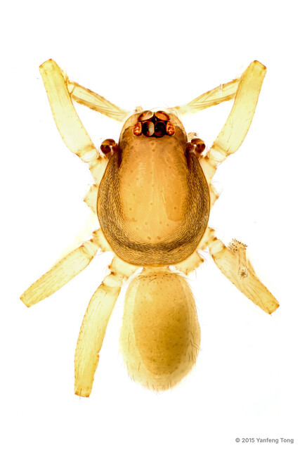 Ischnothyreus tectorius • © Yanfeng Tong • All Rights Reserved ♂ Adult Habitus Dorsal